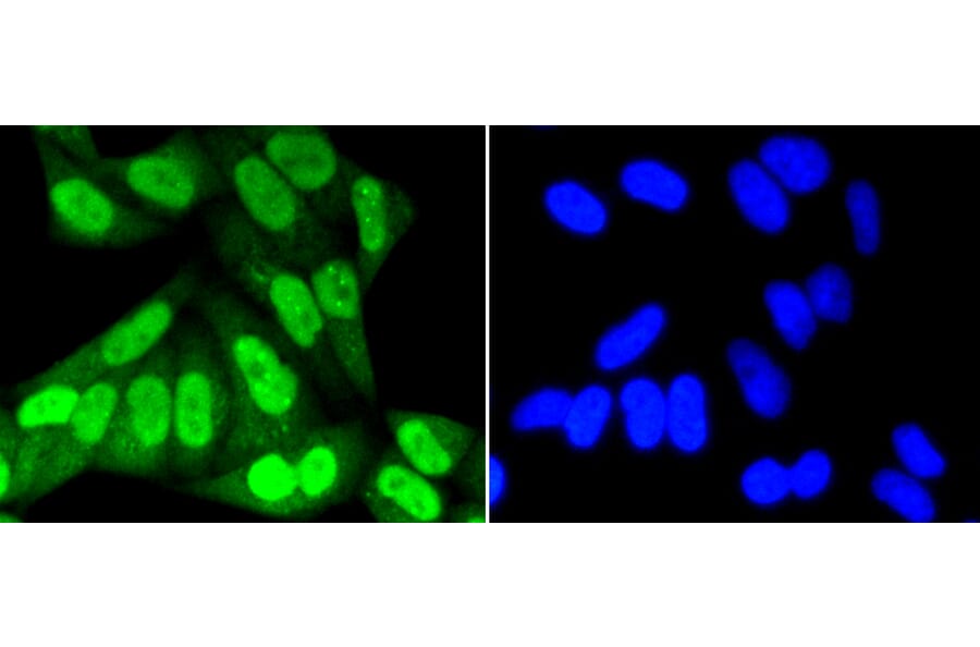 Immunofluorescence - Anti-SUMO1 Antibody (A11230) - Antibodies.com