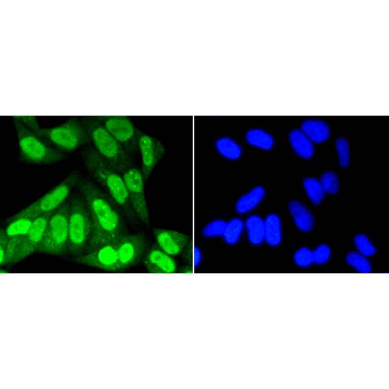 Immunofluorescence - Anti-SUMO1 Antibody (A11230) - Antibodies.com