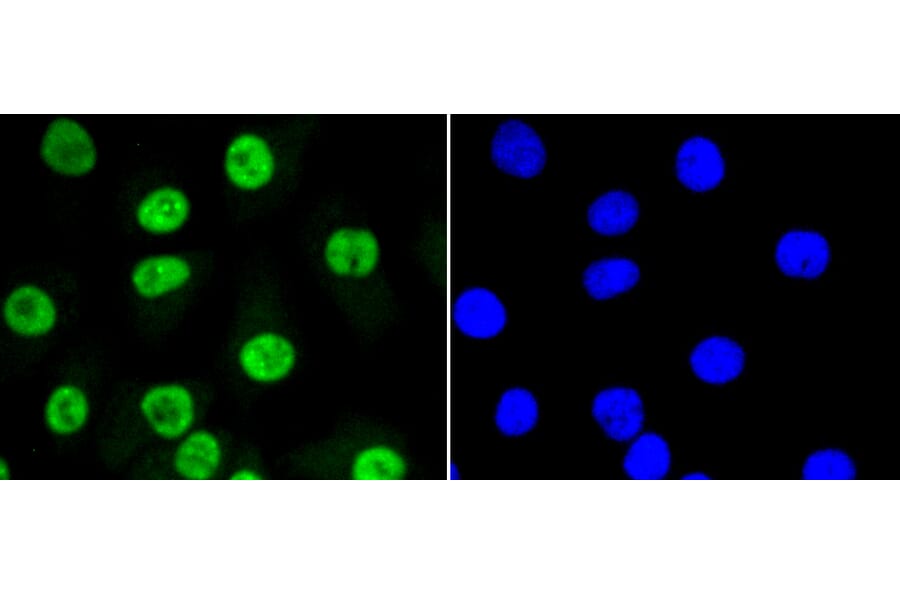 Immunofluorescence - Anti-SUMO1 Antibody (A11230) - Antibodies.com