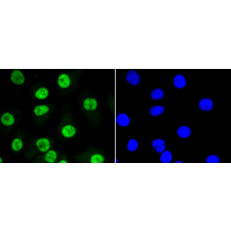 Immunofluorescence - Anti-SUMO1 Antibody (A11230) - Antibodies.com
