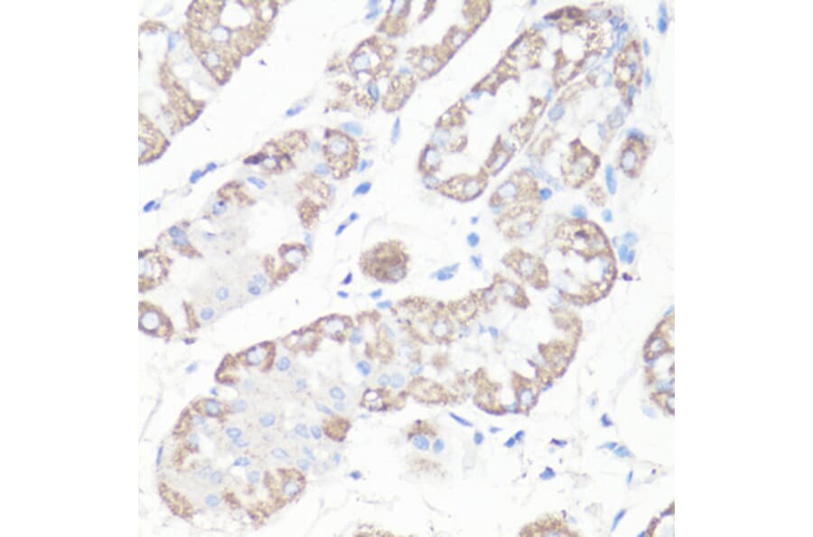 Immunohistochemistry - Anti-VDAC1 Antibody (A11242) - Antibodies.com