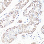 Immunohistochemistry - Anti-VDAC1 Antibody (A11242) - Antibodies.com