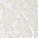 Immunohistochemistry - Anti-VDAC1 Antibody (A11242) - Antibodies.com