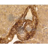 Immunohistochemistry - Anti-VTN Antibody (A11245) - Antibodies.com