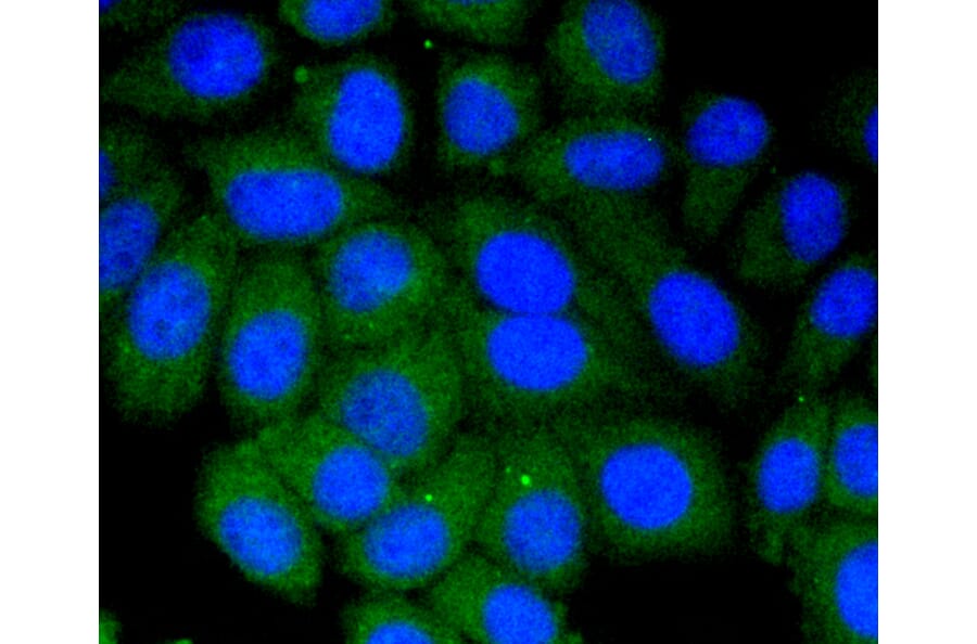 Immunofluorescence - Anti-VTN Antibody (A11245) - Antibodies.com