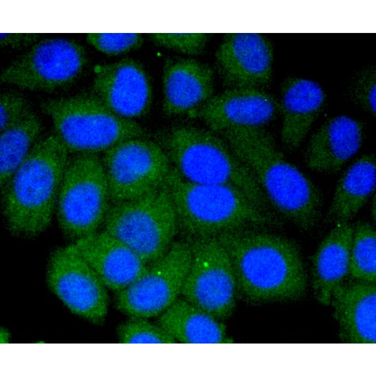 Immunofluorescence - Anti-VTN Antibody (A11245) - Antibodies.com
