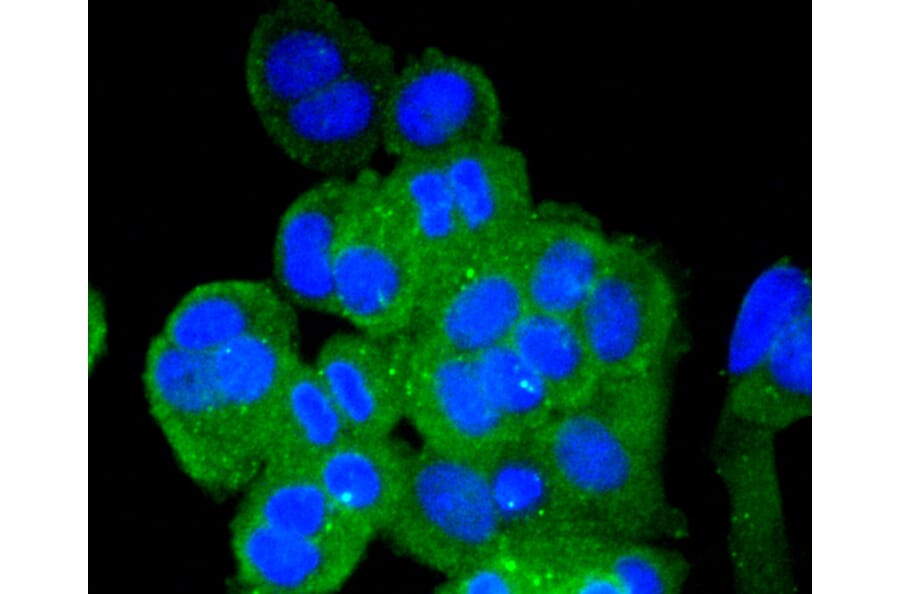 Immunofluorescence - Anti-VTN Antibody (A11245) - Antibodies.com