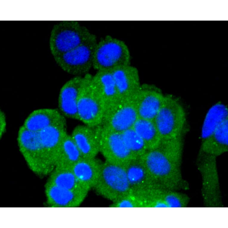 Immunofluorescence - Anti-VTN Antibody (A11245) - Antibodies.com