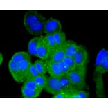Immunofluorescence - Anti-VTN Antibody (A11245) - Antibodies.com