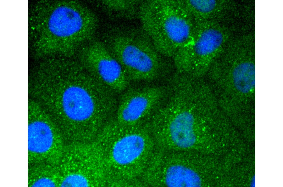 Immunofluorescence - Anti-VTN Antibody (A11245) - Antibodies.com