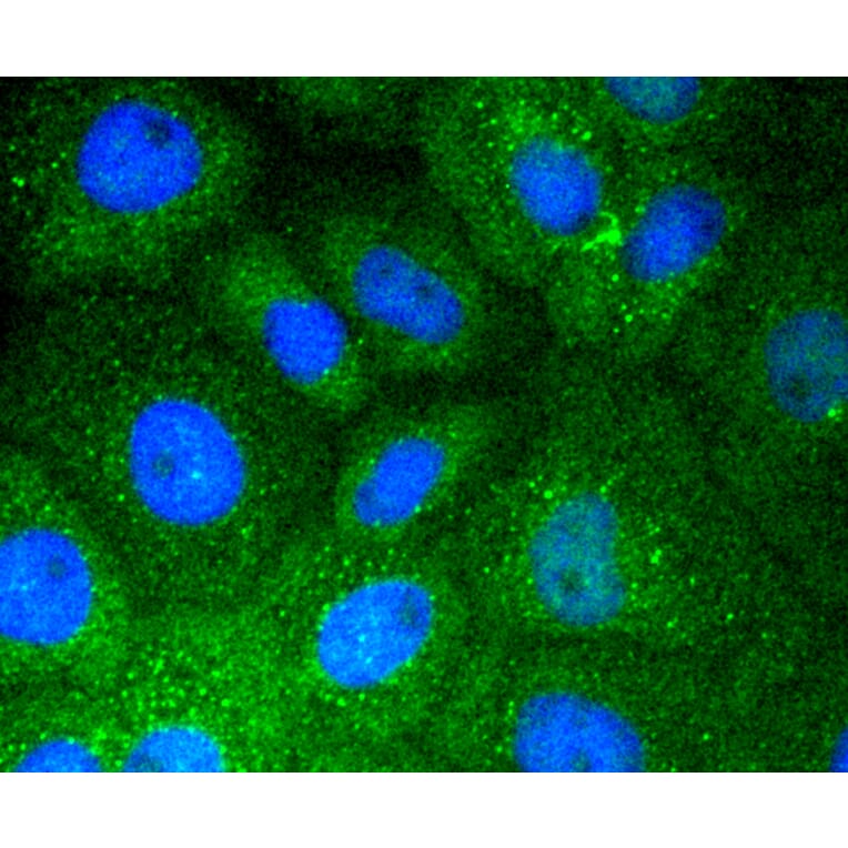 Immunofluorescence - Anti-VTN Antibody (A11245) - Antibodies.com