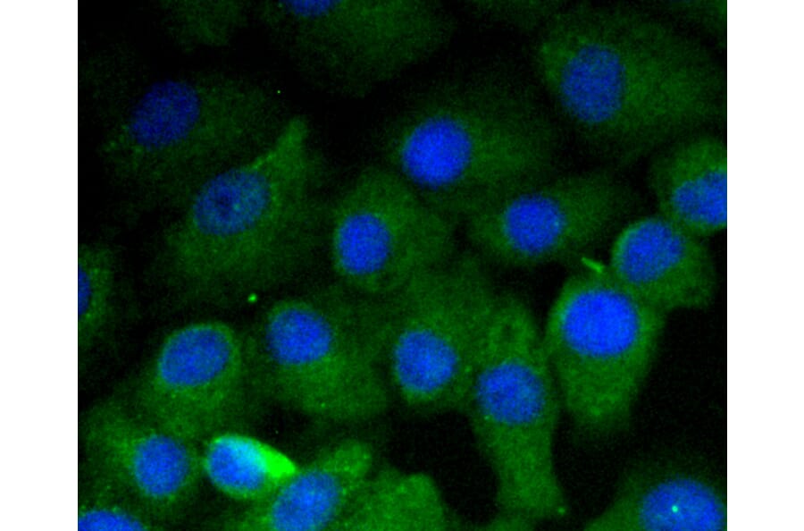 Immunofluorescence - Anti-VTN Antibody (A11245) - Antibodies.com