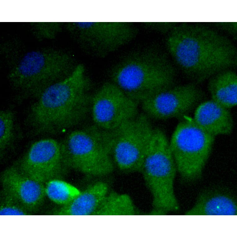 Immunofluorescence - Anti-VTN Antibody (A11245) - Antibodies.com
