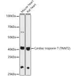 Western Blot - Anti-Cardiac Troponin T Antibody (A13269) - Antibodies.com