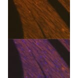 Immunofluorescence - Anti-Cardiac Troponin T Antibody (A13269) - Antibodies.com
