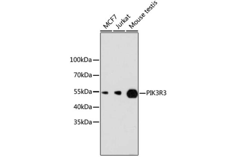 Western Blot - Anti-PIK3R3 Antibody (A11260) - Antibodies.com