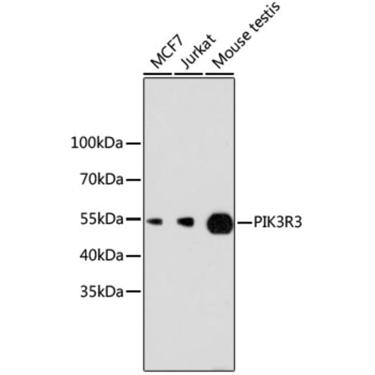 Western Blot - Anti-PIK3R3 Antibody (A11260) - Antibodies.com