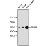 Western Blot - Anti-PIK3R3 Antibody (A11260) - Antibodies.com