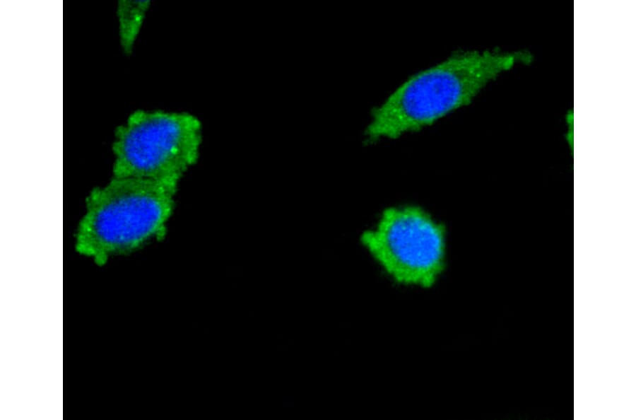 Immunofluorescence - Anti-PIK3R3 Antibody (A11260) - Antibodies.com