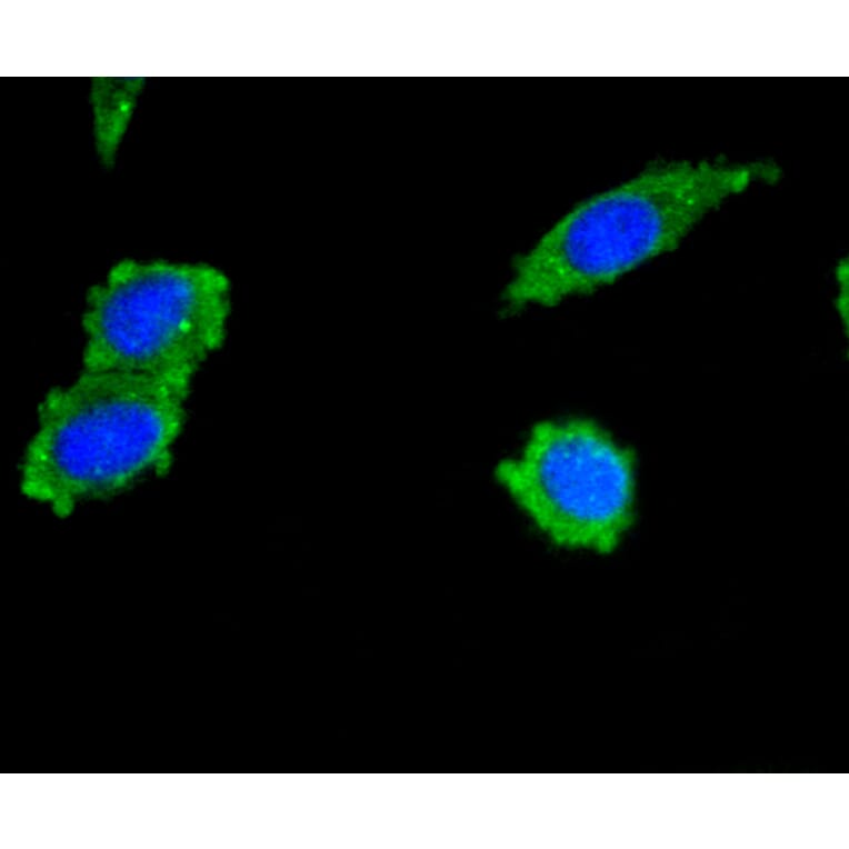 Immunofluorescence - Anti-PIK3R3 Antibody (A11260) - Antibodies.com