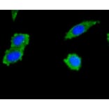 Immunofluorescence - Anti-PIK3R3 Antibody (A11260) - Antibodies.com
