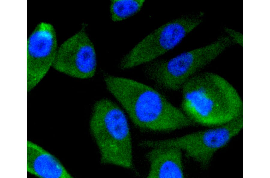 Immunofluorescence - Anti-PIK3R3 Antibody (A11260) - Antibodies.com