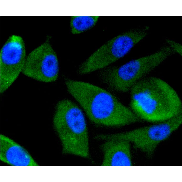 Immunofluorescence - Anti-PIK3R3 Antibody (A11260) - Antibodies.com