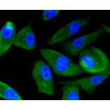 Immunofluorescence - Anti-PIK3R3 Antibody (A11260) - Antibodies.com