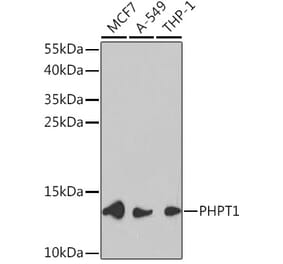 Western Blot - Anti-PHPT1 Antibody (A13272) - Antibodies.com