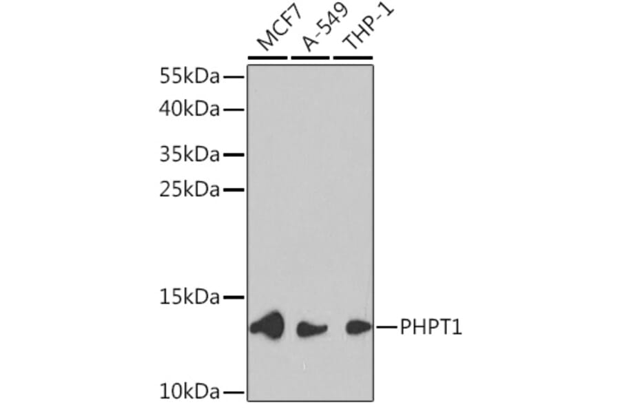 Western Blot - Anti-PHPT1 Antibody (A13272) - Antibodies.com