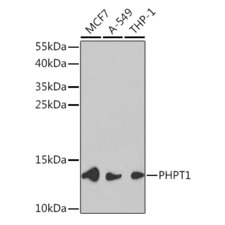Western Blot - Anti-PHPT1 Antibody (A13272) - Antibodies.com