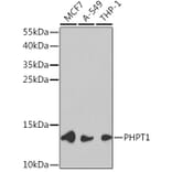 Western Blot - Anti-PHPT1 Antibody (A13272) - Antibodies.com