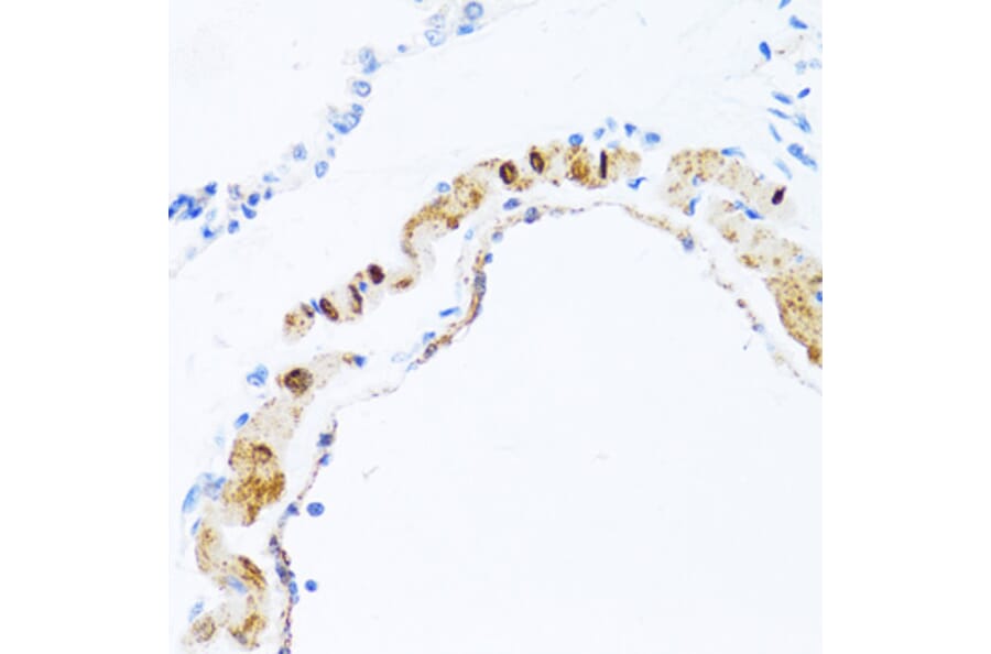 Immunohistochemistry - Anti-PHPT1 Antibody (A13272) - Antibodies.com