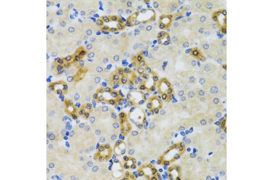 Immunohistochemistry - Anti-PHPT1 Antibody (A13272) - Antibodies.com
