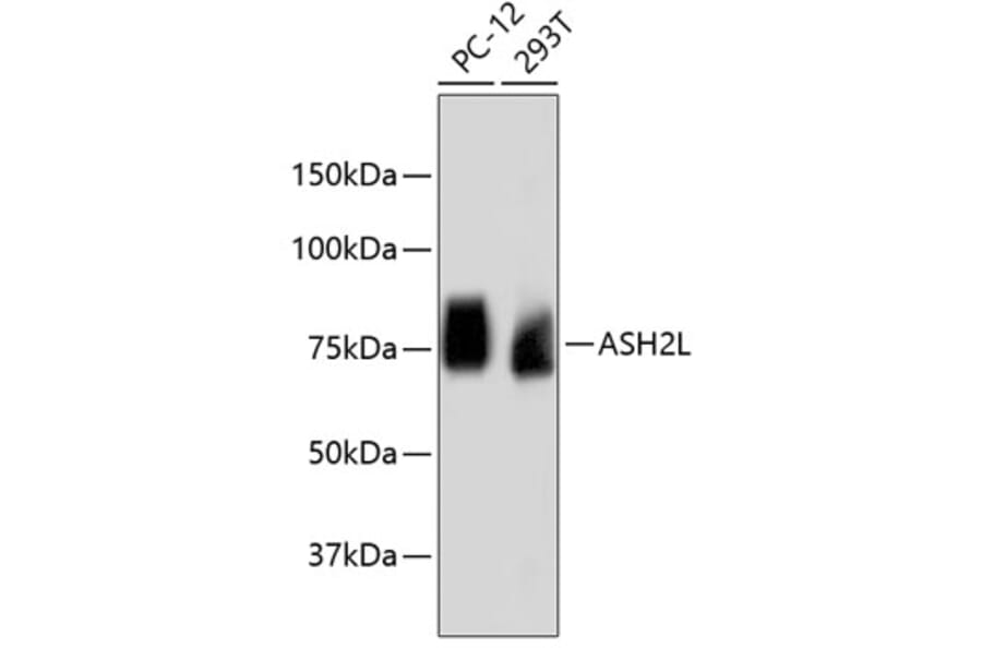 Western Blot - Anti-ASH2L Antibody (A11278) - Antibodies.com