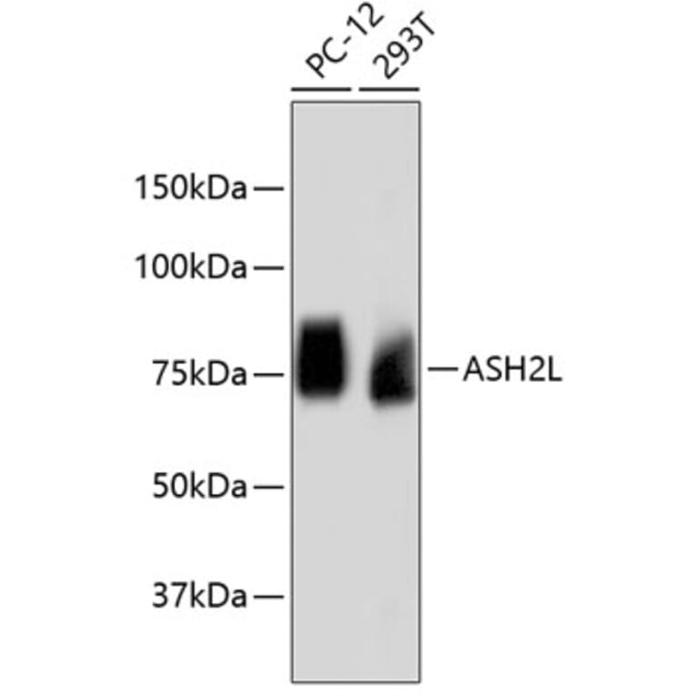 Western Blot - Anti-ASH2L Antibody (A11278) - Antibodies.com