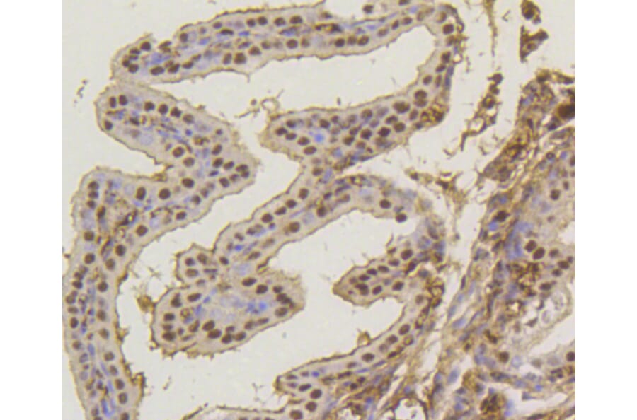 Immunohistochemistry - Anti-ASH2L Antibody (A11278) - Antibodies.com