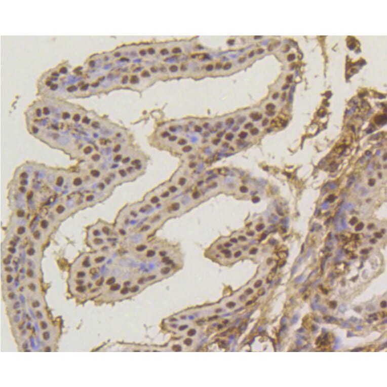 Immunohistochemistry - Anti-ASH2L Antibody (A11278) - Antibodies.com