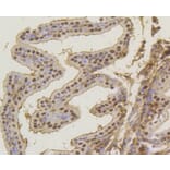 Immunohistochemistry - Anti-ASH2L Antibody (A11278) - Antibodies.com