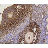 Immunohistochemistry - Anti-ASH2L Antibody (A11278) - Antibodies.com