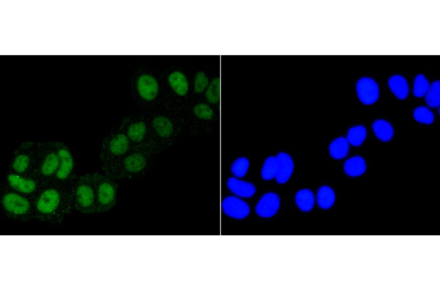 Immunofluorescence - Anti-ASH2L Antibody (A11278) - Antibodies.com