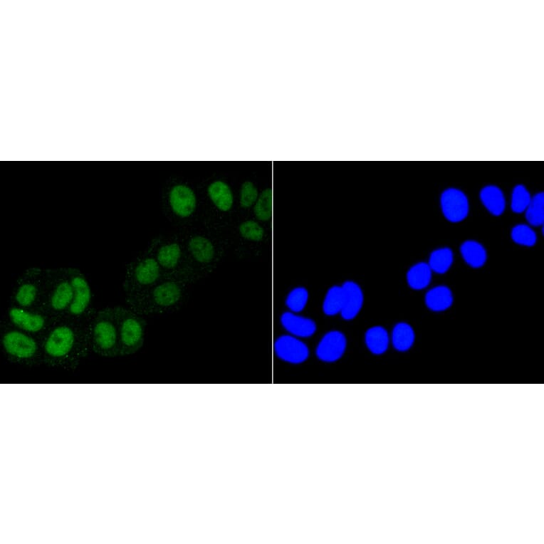 Immunofluorescence - Anti-ASH2L Antibody (A11278) - Antibodies.com
