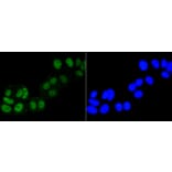 Immunofluorescence - Anti-ASH2L Antibody (A11278) - Antibodies.com