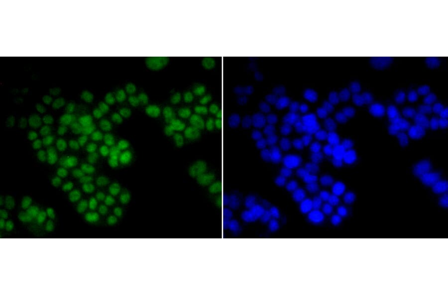 Immunofluorescence - Anti-ASH2L Antibody (A11278) - Antibodies.com