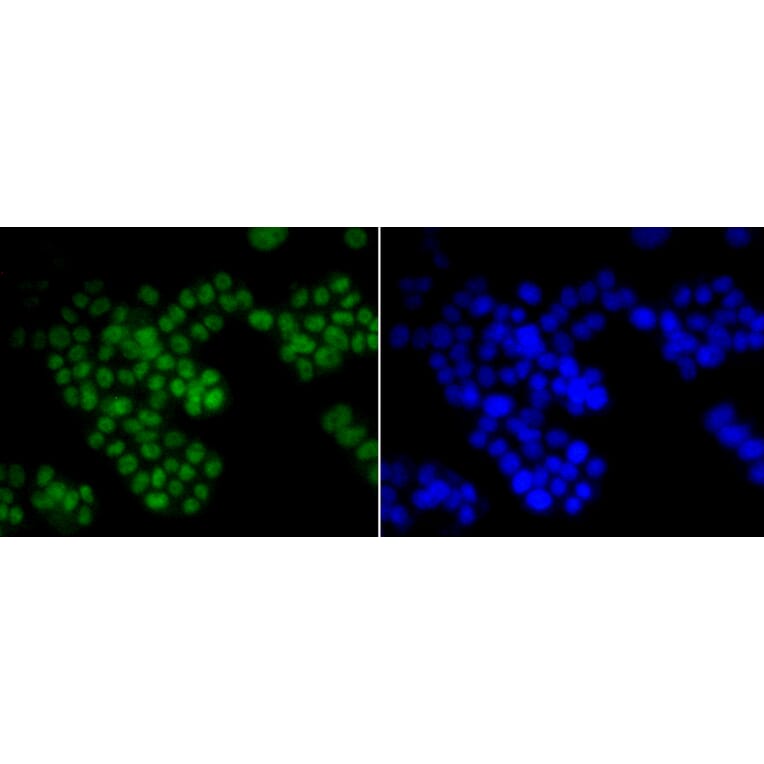 Immunofluorescence - Anti-ASH2L Antibody (A11278) - Antibodies.com