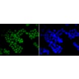 Immunofluorescence - Anti-ASH2L Antibody (A11278) - Antibodies.com