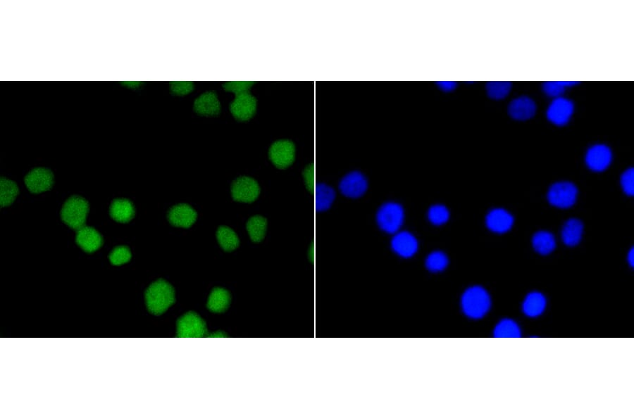 Immunofluorescence - Anti-ASH2L Antibody (A11278) - Antibodies.com