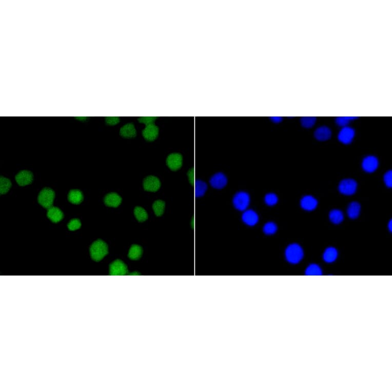 Immunofluorescence - Anti-ASH2L Antibody (A11278) - Antibodies.com