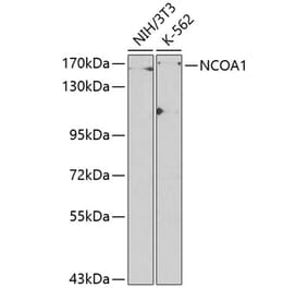 Western Blot - Anti-KAT13A / SRC1 Antibody (A13275) - Antibodies.com