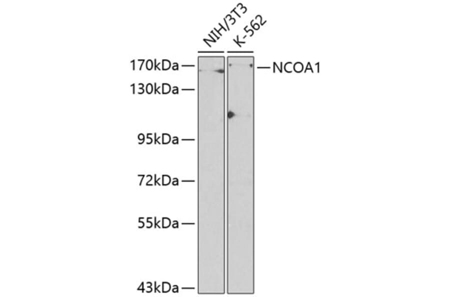 Western Blot - Anti-KAT13A/SRC1 Antibody (A13275) - Antibodies.com